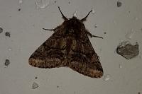 Lycia hirtaria