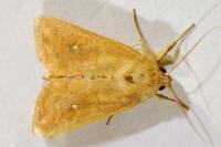 Mythimna albipuncta