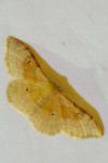 Idaea degeneraria