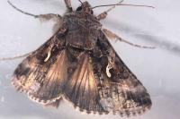 Autographa gamma