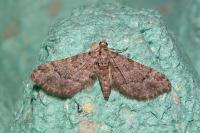 Gymnoscelis rufifasciata