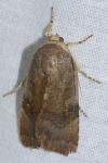 Noctua janthe/janthina