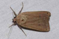 Noctua pronuba