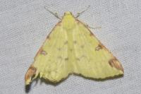 Opisthograptis luteolata