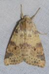 Cirrhia icteritia
