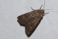Agrotis trux