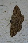 Peribatodes rhomboidaria rhomboidaria