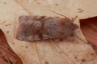 Orthosia incerta