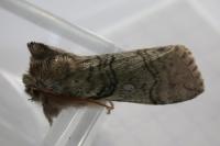 Achlya flavicornis