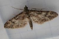 Gymnoscelis rufifasciata