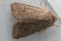 Orthosia cruda