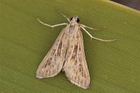 Arnia nervosalis