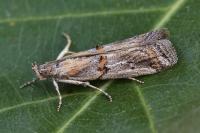 Asalebria florella