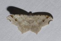Macaria alternata