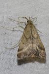 Synaphe punctalis