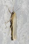 Eilema caniola
