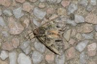 Polyphaenis sericata