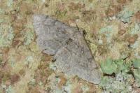 Alcis repandata