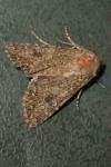 Anarta trifolii