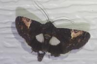 Aedia funesta