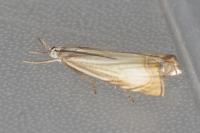 Chrysoteuchia culmella