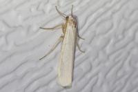 Eilema caniola