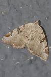 Macaria wauaria