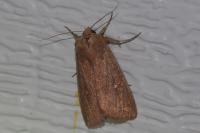 Mythimna albipuncta