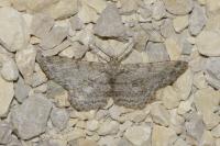 Hypomecis punctinalis