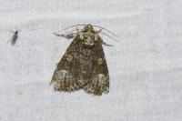 Craniophora ligustri