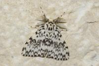 Lymantria monacha