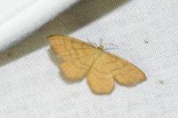Idaea serpentata