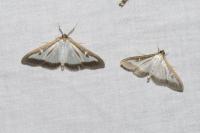 Cydalima perspectalis