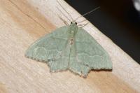 Hemithea aestivaria