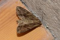 Apamea monoglypha monoglypha