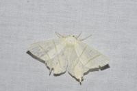 Ourapteryx sambucaria