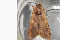 Peridroma saucia