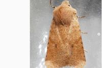 Spudaea ruticilla