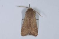 Orthosia cruda