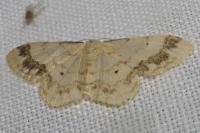 Idaea trigeminata