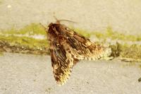 Brachionycha nubeculosa