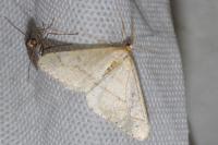 Phigaliohybernia marginaria
