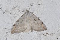 Aplocera plagiata