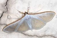 Palpita vitrealis