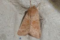 Orthosia miniosa