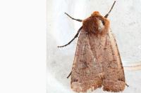 Conistra erythrocephala