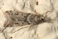 Eudonia angustea