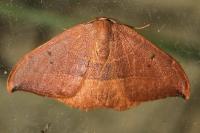 Watsonalla uncinula