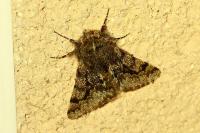 Apocheima hispidaria