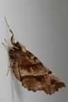 Selenia dentaria